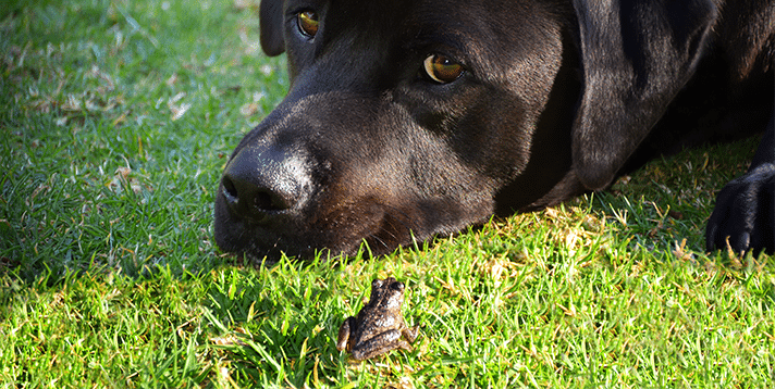 Are Frogs in the Philippines Poisonous to Dogs? - Barepets