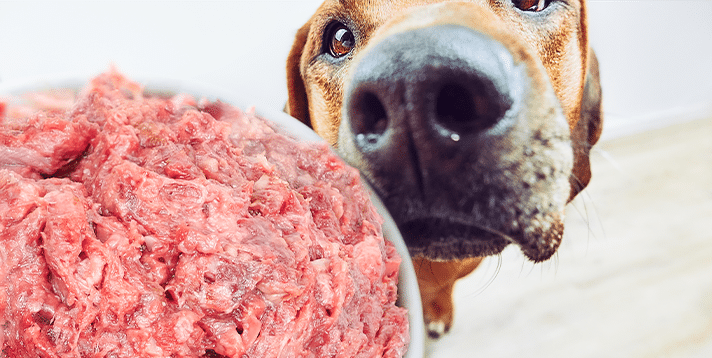 Can Pet Dogs Eat Raw Meat? Weighing the Pros and Cons  - Barepets