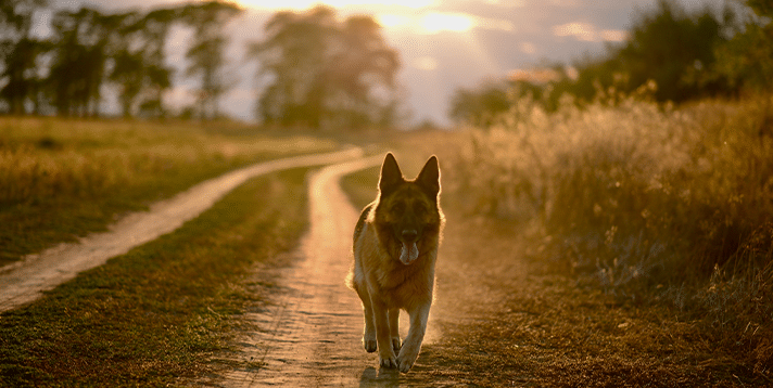 Can Pets Go to Heaven? Exploring the Age-Old Question - Barepets