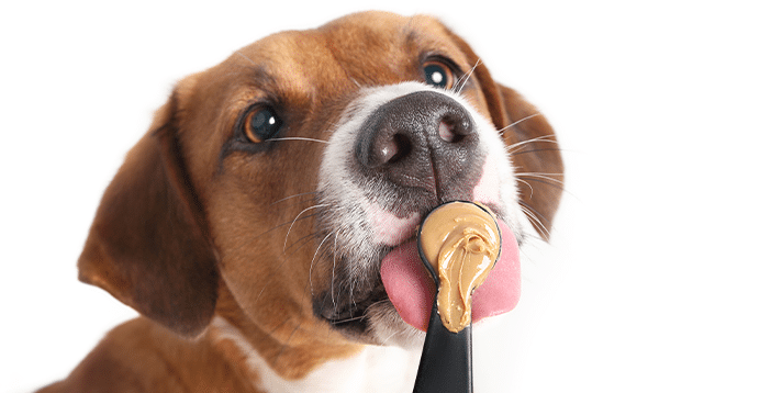 How to Choose the Best Peanut Butter for Your Dog - Barepets