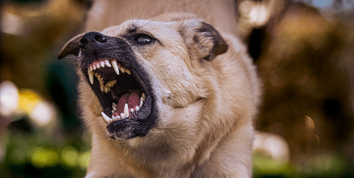 Understanding Canine Behavior: Why Pet Dogs Become Aggressive - Barepets