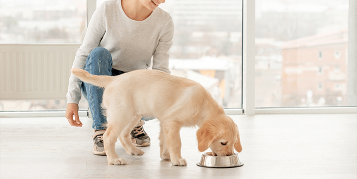 What Do Pet Dogs Eat? A Guide for First-Time Pet Owners - Barepets