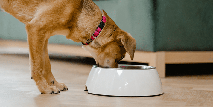 What is the Safest Material for Dog Bowls? A Guide for Pet Owners - Barepets