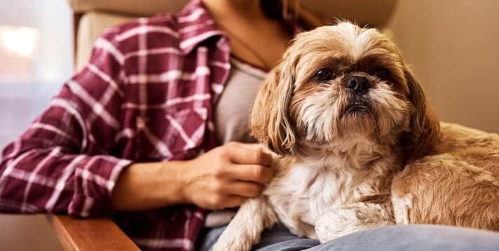 Caring for Your Shih Tzu in the Philippines: Are They High Maintenance? - Barepets