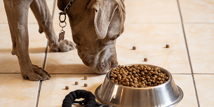 Choosing the Best Dog Food for Pitbulls - Barepets