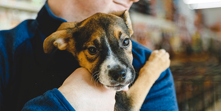 Adopting a Dog in the Philippines: What You Need to Know - Barepets