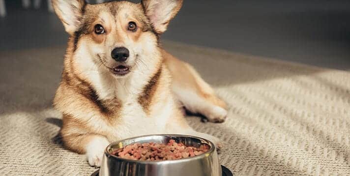 A Guide to Choosing the Best Dog Food Brands for Your Furry Friend - Barepets