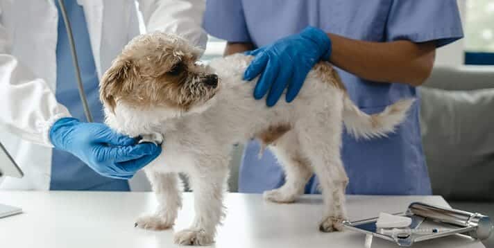 Everything You Need to Know About Rabies and Dogs - Barepets