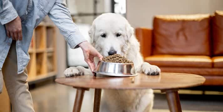 Feeding Your Dog a Healthy High Protein Diet: What You Need to Know - Barepets