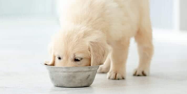 Finding the Perfect Puppy Food in the Philippines - Barepets