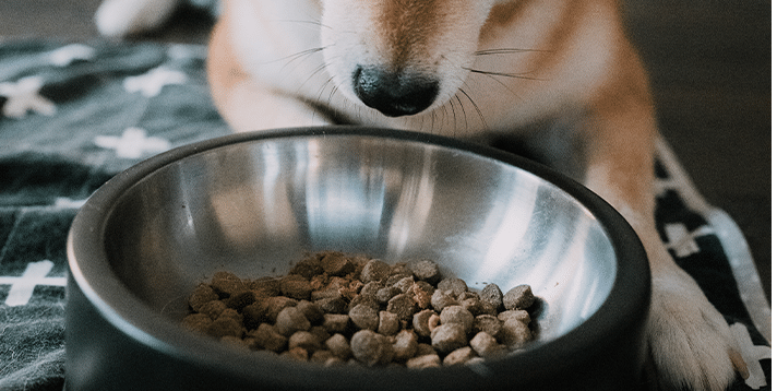 How to Deal with Picky Puppy Eaters: Tips to Satisfy Your Furry Friend’s Taste Buds - Barepets