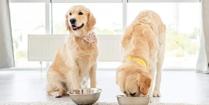 Making the Switch: How and When to Transition from Puppy to Adult Dog Food - Barepets