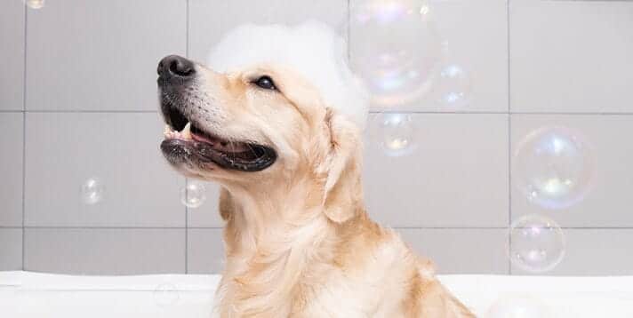 How to Choose the Right Dog Shampoo & Soap - Barepets