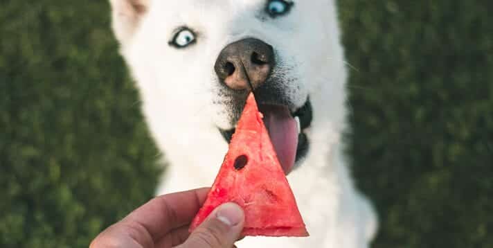 The Ultimate Guide to Fruits: Safe and Unsafe for Your Canine Companion - Barepets