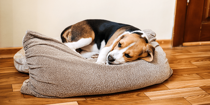 Where Do Dogs Get Distemper: Causes, Symptoms, and Prevention - Barepets